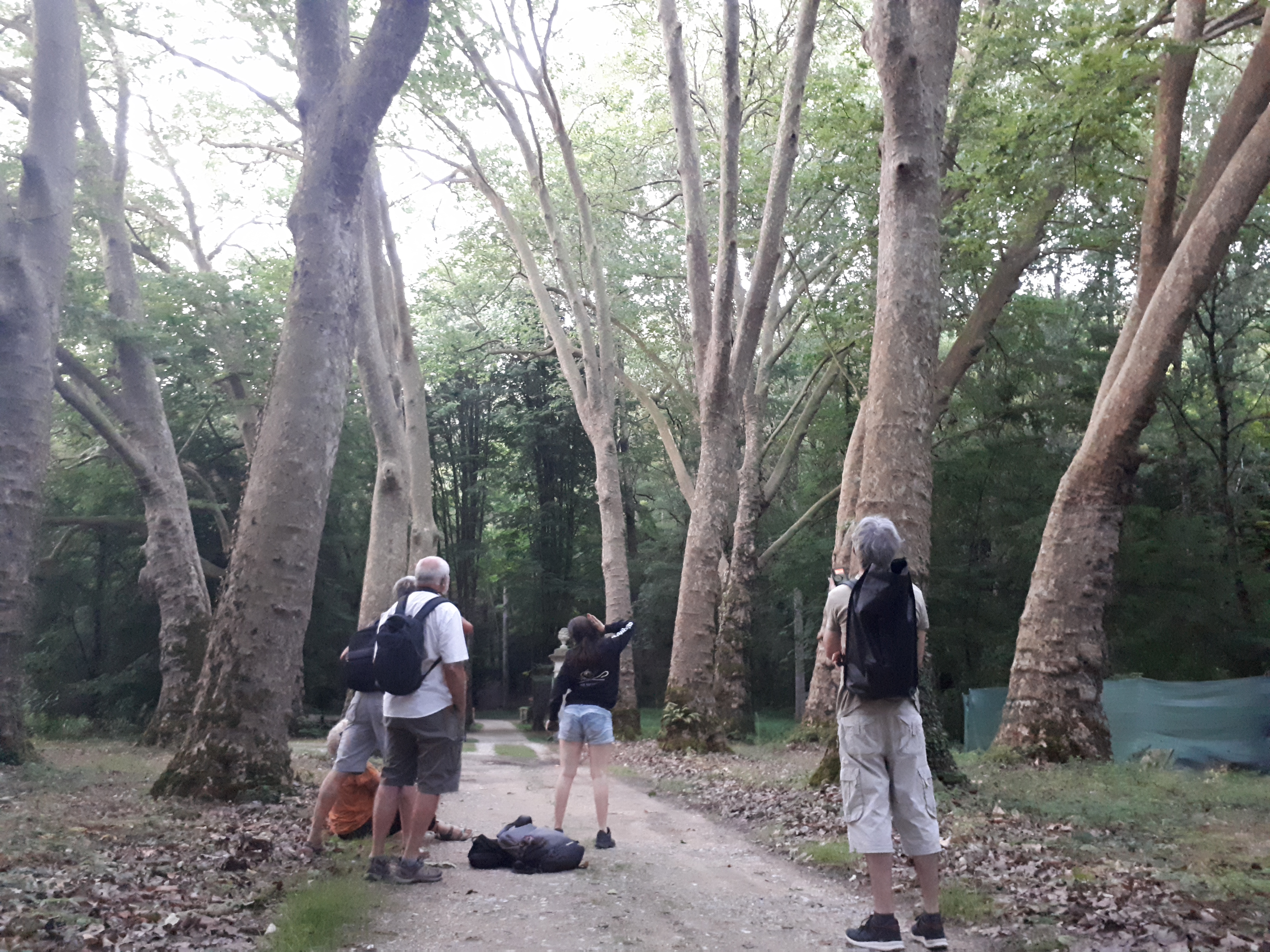 Suivi noctules © Amélie Beillard